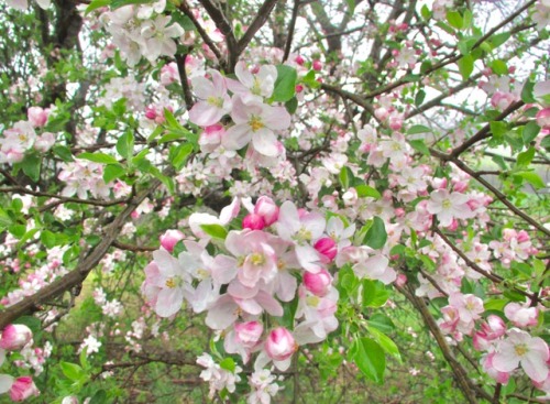 Apple blossom time.