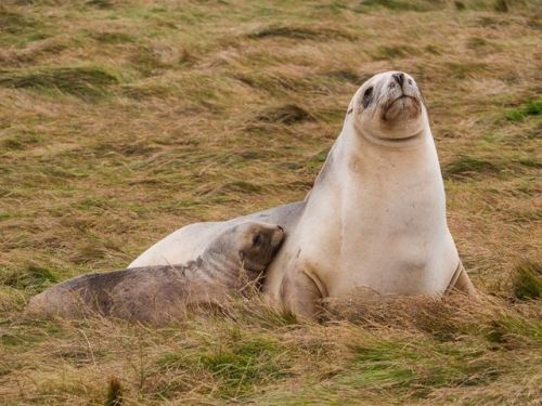 sitting-on-me-bum: SEA LION with her pup in New Zealand..© Michael Looker/The Nature Conservancy 