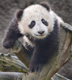 fuckyeahgiantpanda:  Xiao Liwu during his