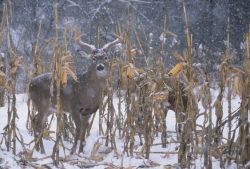 katiiie-lynn:  Oooh what a beautiful buck 😍😍😍   Damn that’s a nice buck 😍😍