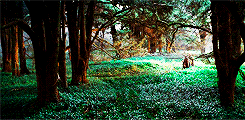 lady-arryn-deactivated20140718:  ✥  3. Three is Company:   “A fox passing through
