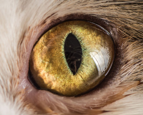 un-cerebro-hambriento:  Ojos de gatos, por Andrew Marttila.