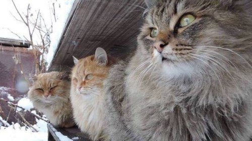 mammafairchild:bodecats:markv5:Суровые сибирские коты…“Severe Siberian cats…&rdq