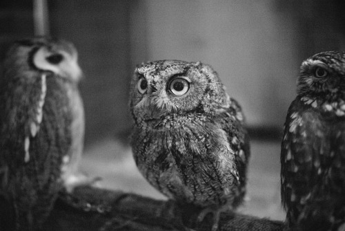 lottaringqvist:  When in Tokyo we visited an owl café. For one hour you were allowed to hang with the coolest owls. They were so calm and really soft to pad on the feathers. They felt as soft as kittens. And you couldn’t feel their claws, they were