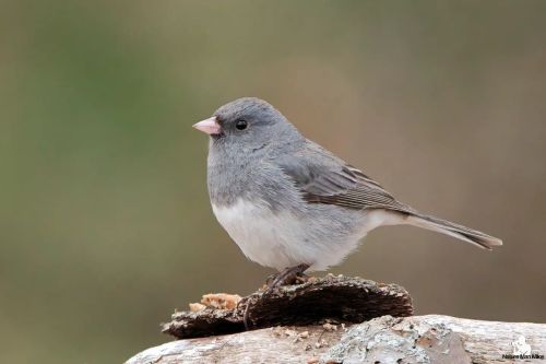 Dark-eyed Junco  I was out yesterday looking for spring migrants and was surprised to see these guys