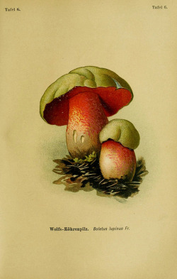 wapiti3:  The poisonous plants anf fungi