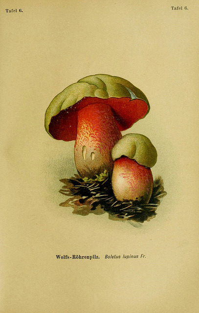 wapiti3:  The poisonous plants anf fungi in Germany. ;By Esser, Peter on Flickr.Via Flickr: Publication info Braunschweig,F. Braunschweig, F. Vieweg,1910 BHL Collections: New York Botanical Garden