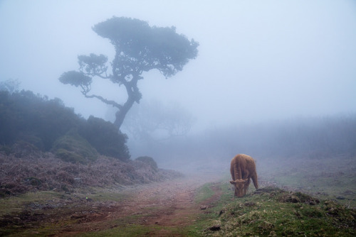 Madeira 189.jpg by vossemer on Flickr.