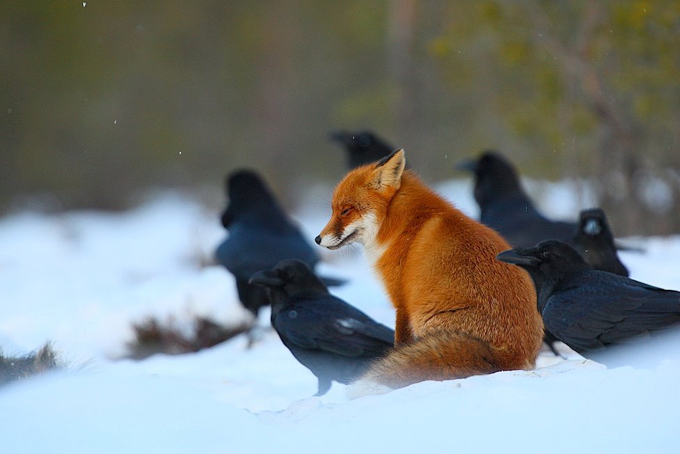 teaandwii:
“ fadeintocase:
“ earthandanimals:
“ Red fox sits among Ravens.
Source
”
there is something supernatural taking place here that we are not understanding.
”
Tricksters sit with others in peace because they know there’s no point trying to...