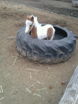train-to-win:  showgirlglitz:  how to detain a mini foal  bahahaha, that comment  Round pen, lol