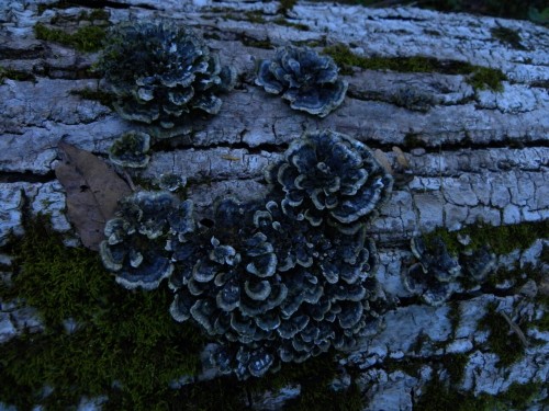 aetheric-aesthetic:Trametes versicolor blooms