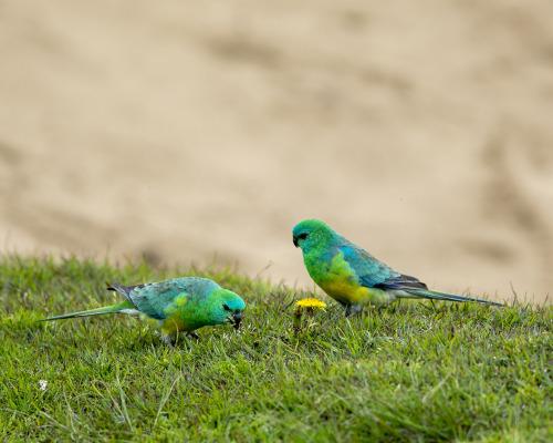 2021: A pair of male Red-rumped Parrots (Psephotus haematonotus), at my inner-city Sydney golf cours