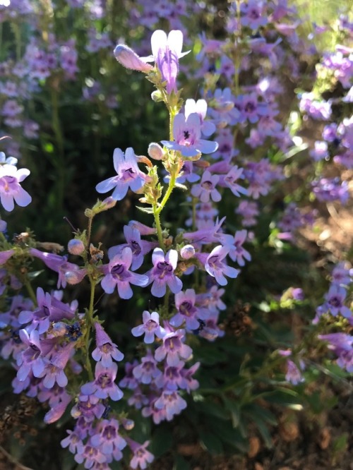 loki-lo: We found some penstemon on our hike yesterday