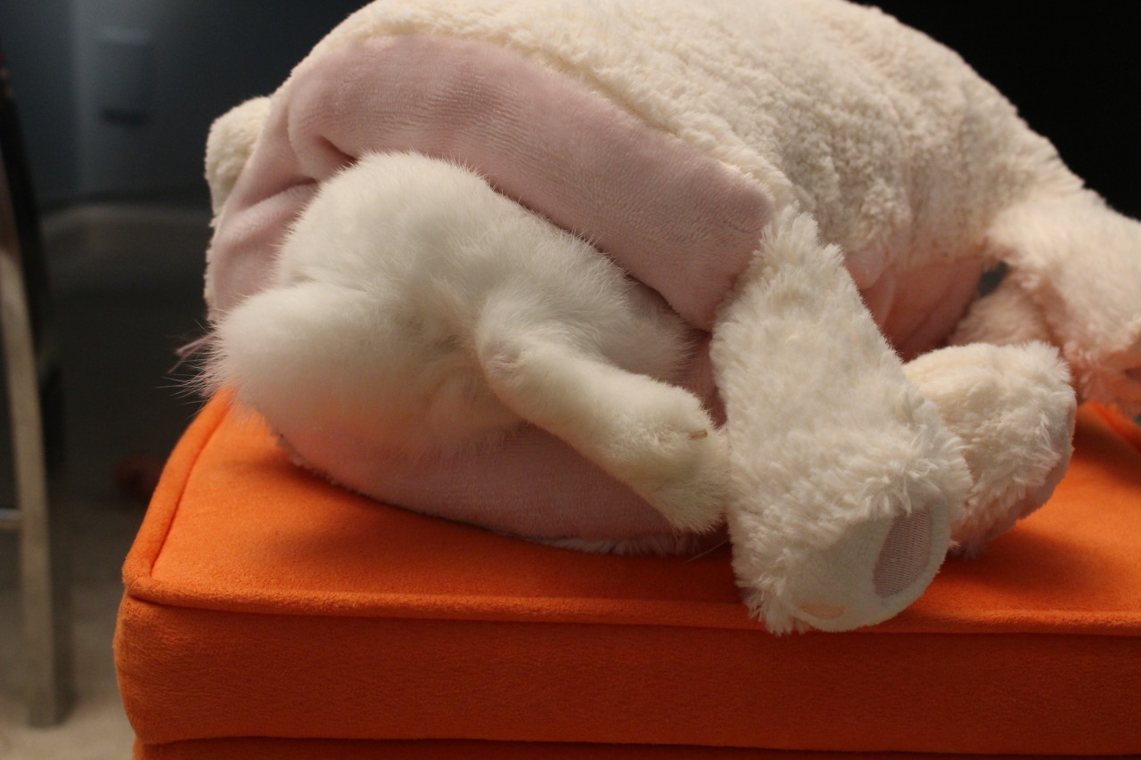 pycbunnies:  bunny inside of a bunny…bunception? Coco really likes being all snuggled