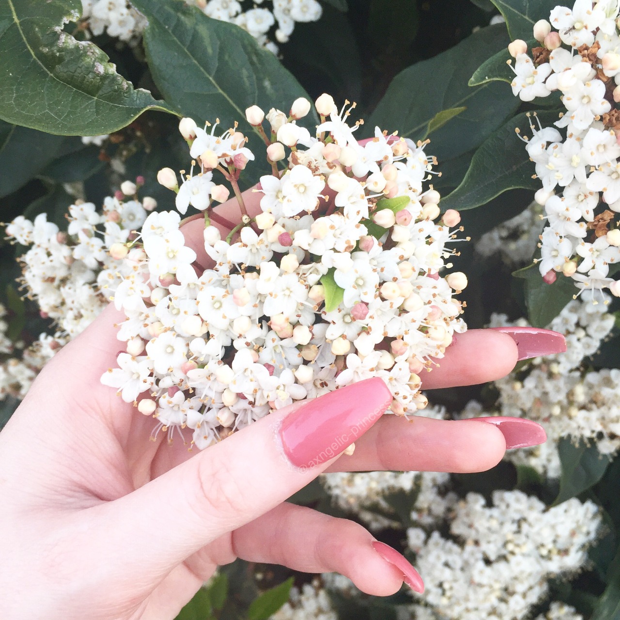 axngelic-princess:  Spring is coming 🌸🌸
