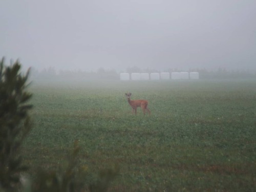 nemophilies:A morning. July, 2018.© Triin Paja  