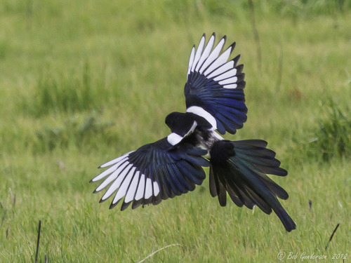 Yellow-billed Magpie by Bob Gunderson Via Flickr: Murrieta’s Well, Mines Road, Livermore, CA