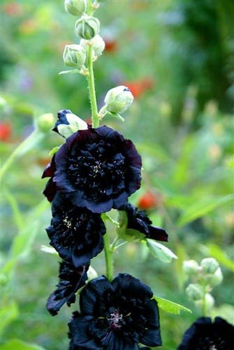 Porn flowersgardenlove:  Black Hollyhocks Beautiful photos