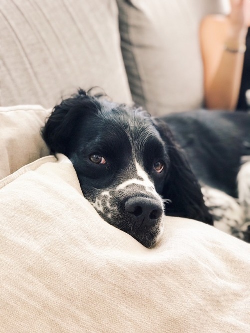 joakimekholm: Springer spaniels are the best can’t believe he’s turning 4 this year&hell