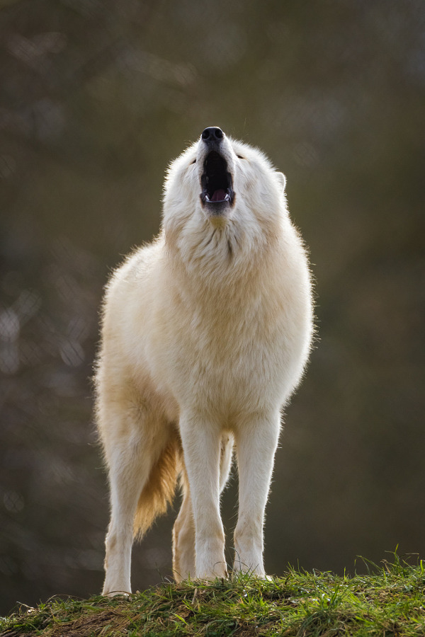wolvenrealm:  By Stuart Shore