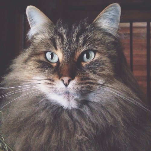 cute-overload:  Reddit, meet my beautiful barn cat!http://cute-overload.tumblr.com