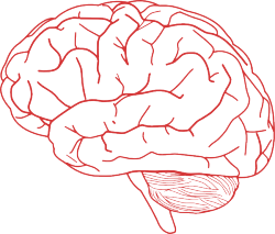 neurosciencestuff:  Brain rewires itself after damage or injury When the brain’s primary “learning center” is damaged, complex new neural circuits arise to compensate for the lost function, say life scientists from UCLA and Australia who have pinpointed