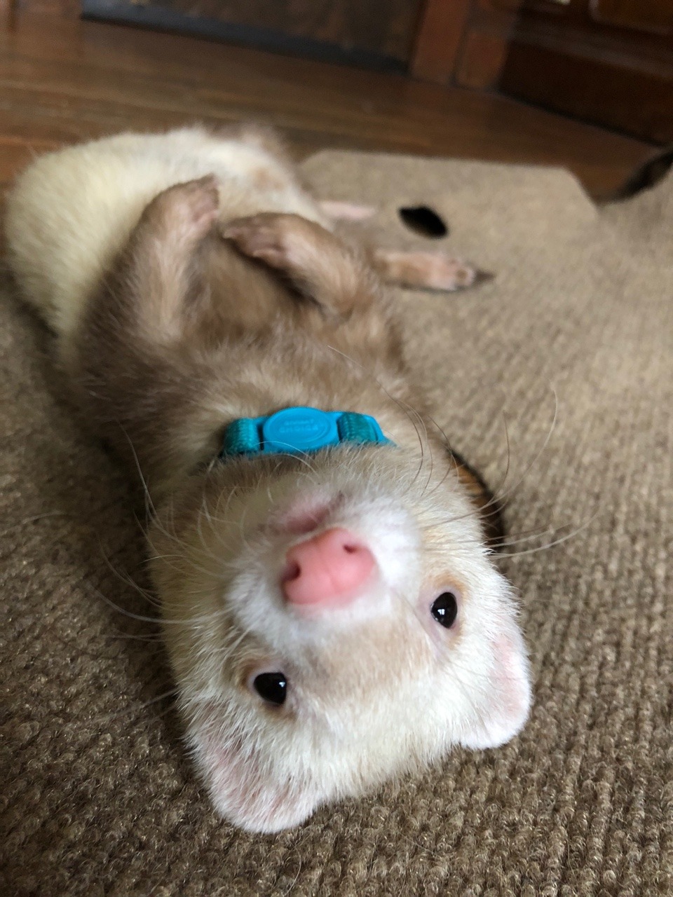 noelleian:  whatever-queer:  keichanz:  madd-catter:  vet-and-wild:  avoidingclaws-mostly: