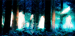 lady-arryn-deactivated20140718:  ✥  3. Three is Company:   “A fox passing through