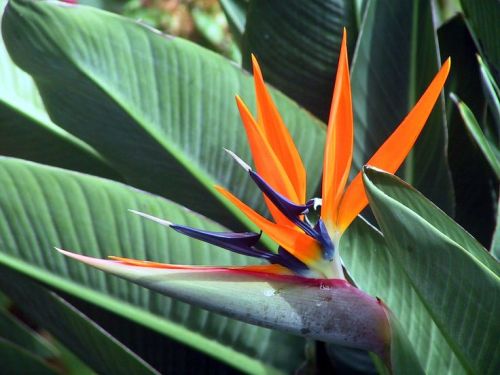 bacteriia:   Bird of paradise  