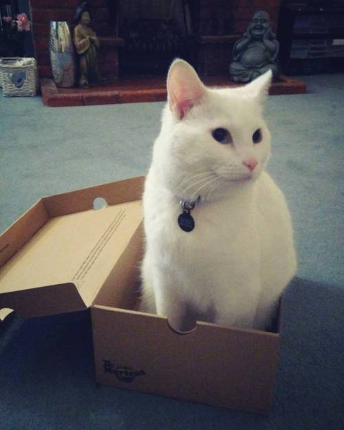 Didn’t take long!  #catinabox #catsofinstagram #whitecat #cute #furbaby #cat #catsmile