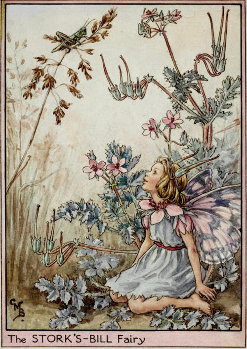 pagewoman: The Stork’s-bill Fairy by Cicely Mary Barker