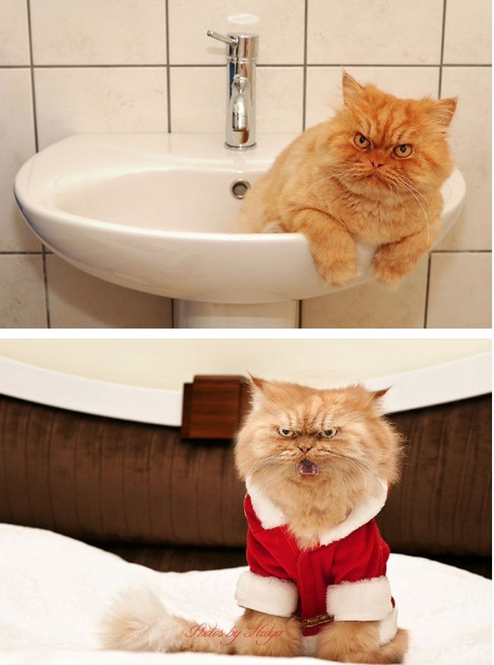 tastefullyoffensive:  Meet Garfi, the World’s Angriest Cat  |  Photos by Hulya