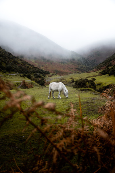 alexmurison:
“Beautiful wild pony in the Shropshire Hills
”