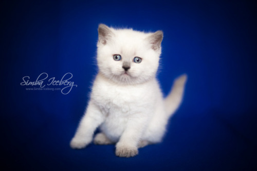 simba-iceberg:@mostlycatsmostly Do you remember these cuties? I can not believe that just a month ag