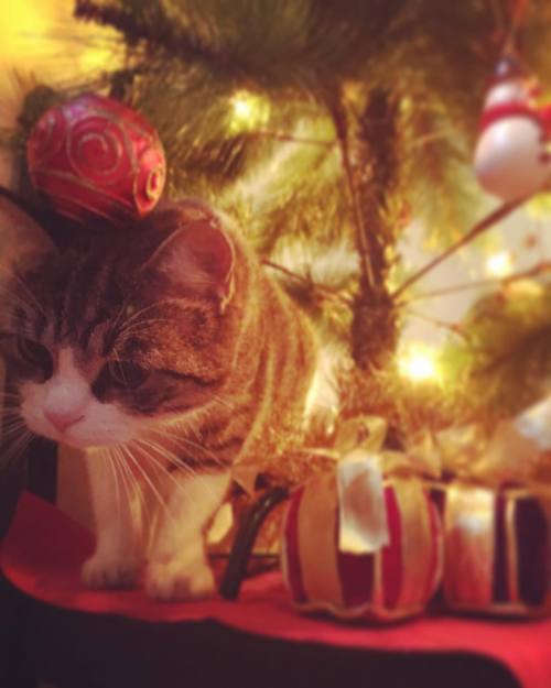 Merry Christmas, Happy Hanukkah and Happy Holidays to all! #merryxmas #happyholidays #meow #presents