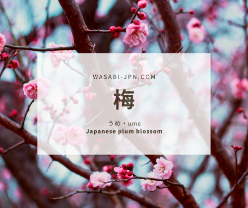 Today’s featured word is 梅（ume）which means Japanese plum blossom. Plum blossoms bloom long bef