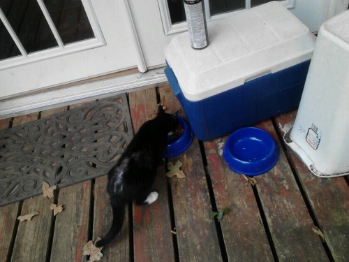 This is a picture of my cat “sneaking” to eat my dog’s food While my dog stares at her and does nothing.