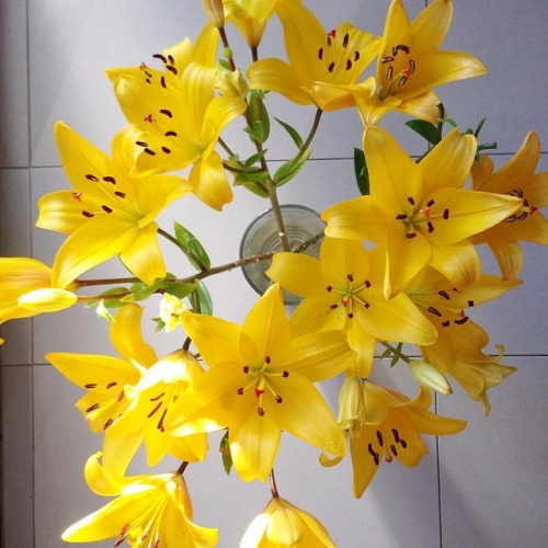 Lilies from my lover #waterloo #redfern #flowersofinstagram #lilies #yellow #bouquet #boyfriend #wed
