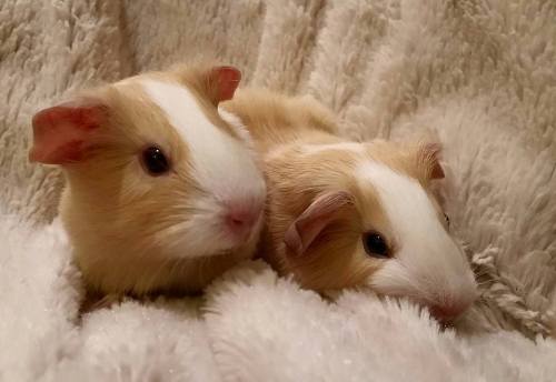 shelterpetadvocate:  More Piggie Minaj from the Fairfax County Animal Shelter:Not to be outdone by all the adorable puppies and kittens, these one-week-old guinea pigs are pulling out all the stops! They’re enjoying this rainy weather by snuggling in
