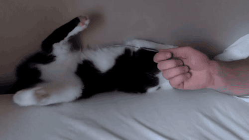 on cats
