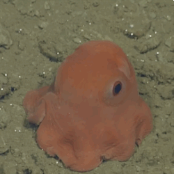 huffingtonpost:  New Octopus Is So Adorable