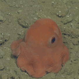 ilovecephalopods:  huffingtonpost:  New Octopus Is So Adorable It Might Be Named Opisthoteuthis AdorabilisThe most adorable little octopus in the world looks like a cross between a Pac-Man ghost and a Pokemon creature.Just don’t ask for its name because
