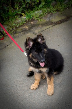 misterwooff:  Riley the Puppy by R.Williams Photography on Flickr.