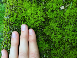 loserplantgirl:  maybe if i left my hand there long enough moss would start to grow on me too