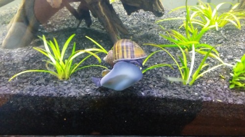 So a while back I got this snail. Pet smart employees being what they are, she mistook him for a bla