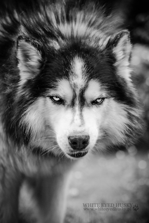 earthlynation:(via 500px / Husky #2 by White Eyed Husky)