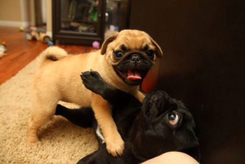 i love pugs