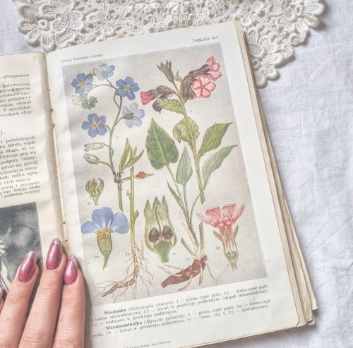 Botanical Book From 1918