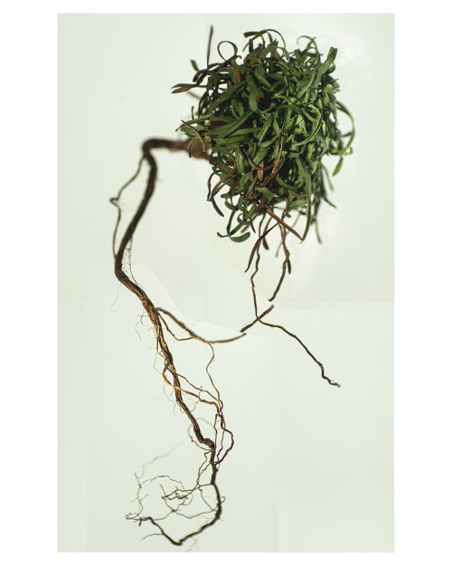 Flora Study i42.6 x 68 cm.Composite photograph from the studies of form branch of my photographic pr