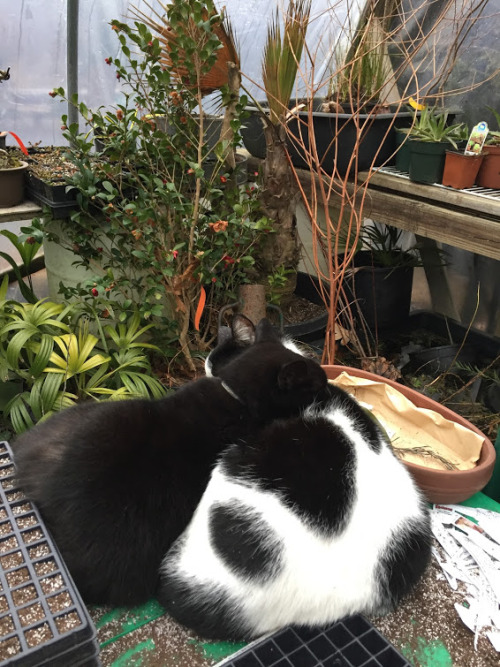 Sleepy greenhouse cats https://www.bewellcommunity.org/